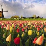 آداب و معاشرت در هلند آداب و معاشرت در هلند