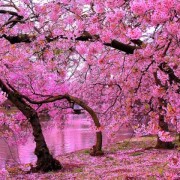 ۱۰ جشنواره ی زیبای شکوفه های گیلاس در سال ۲۰۱۶ ۱۰ جشنواره ی زیبای شکوفه های گیلاس در سال ۲۰۱۶